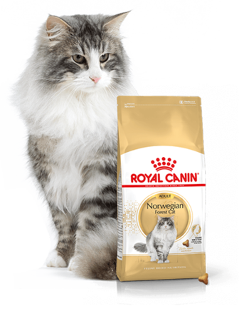ROYAL CANIN Norwegian Forest Cat Adult 10 kg